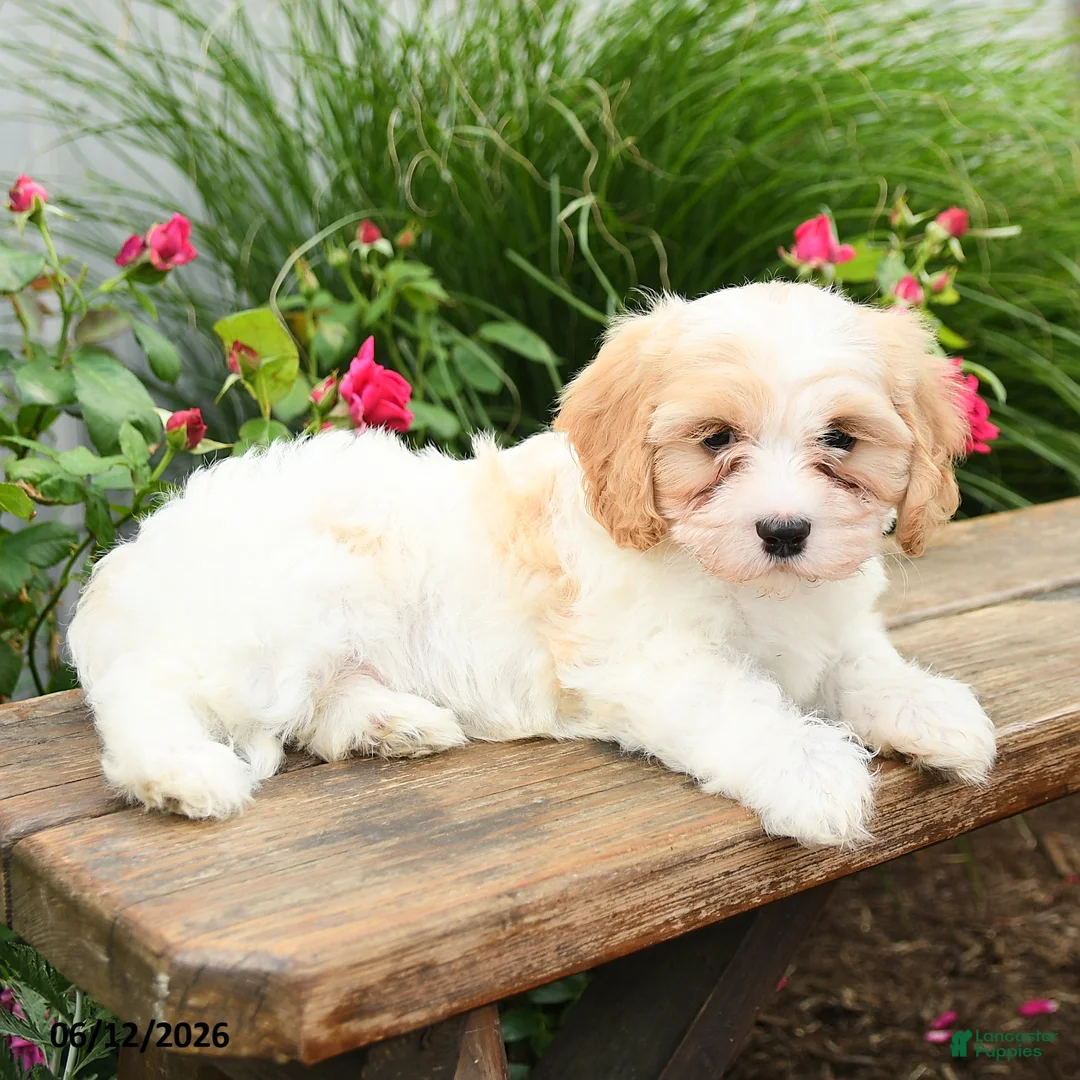 Cavachon dogs for sale: Trevor - Ad 2