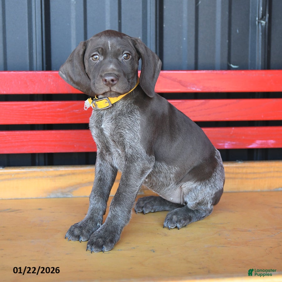 German Shorthaired Pointer dogs Mocha - Ad 2
