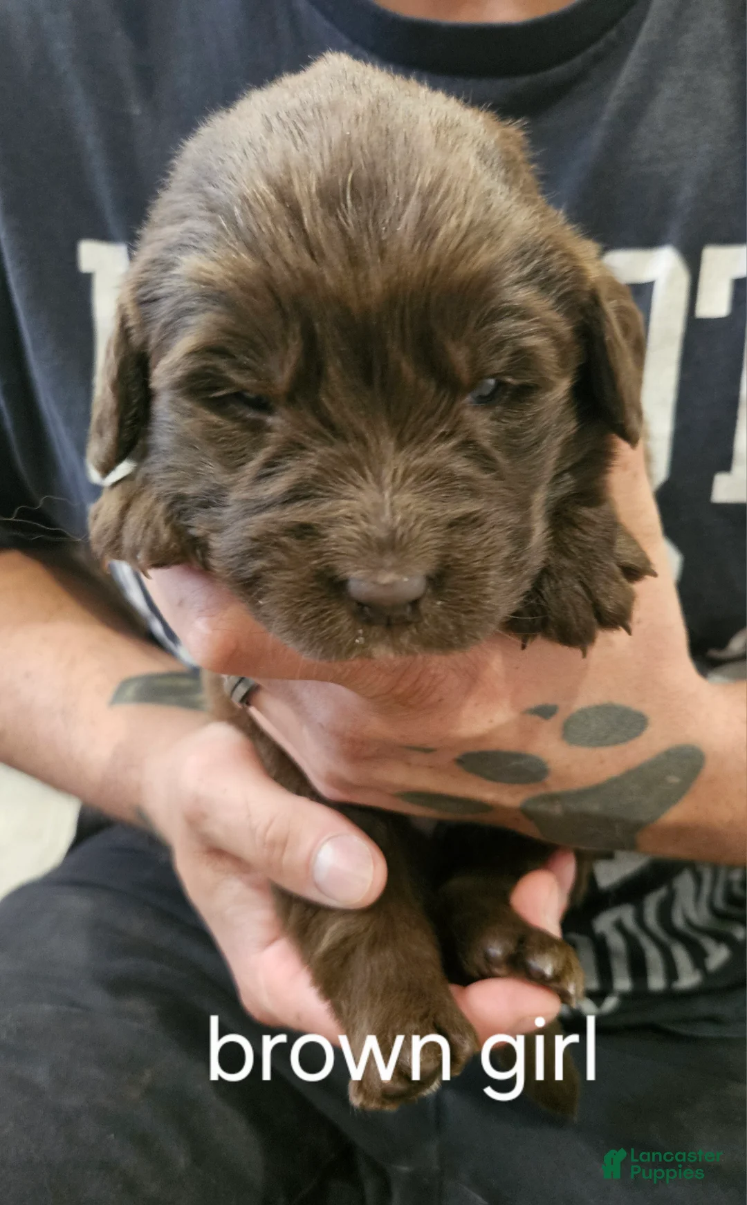 Newfoundland dogs for sale: Newfoundland Puppy 5 - Ad 1