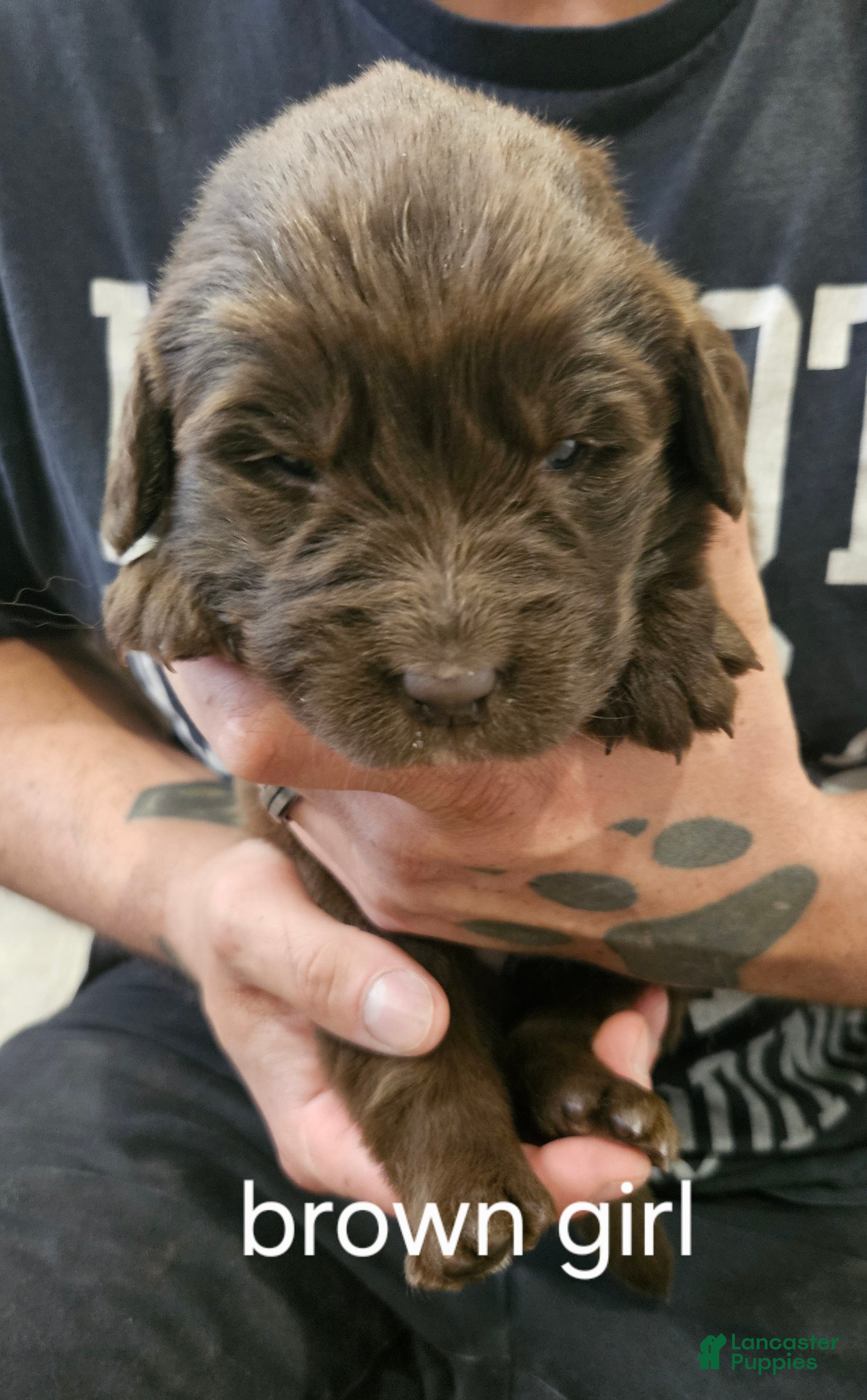Newfoundland dogs Newfoundland Puppy 5 - Ad 6