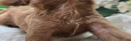 Cavapoo dogs for sale: Grub - Ad 4
