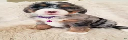Mini Bernedoodle dogs for sale: WINONA - Ad 5
