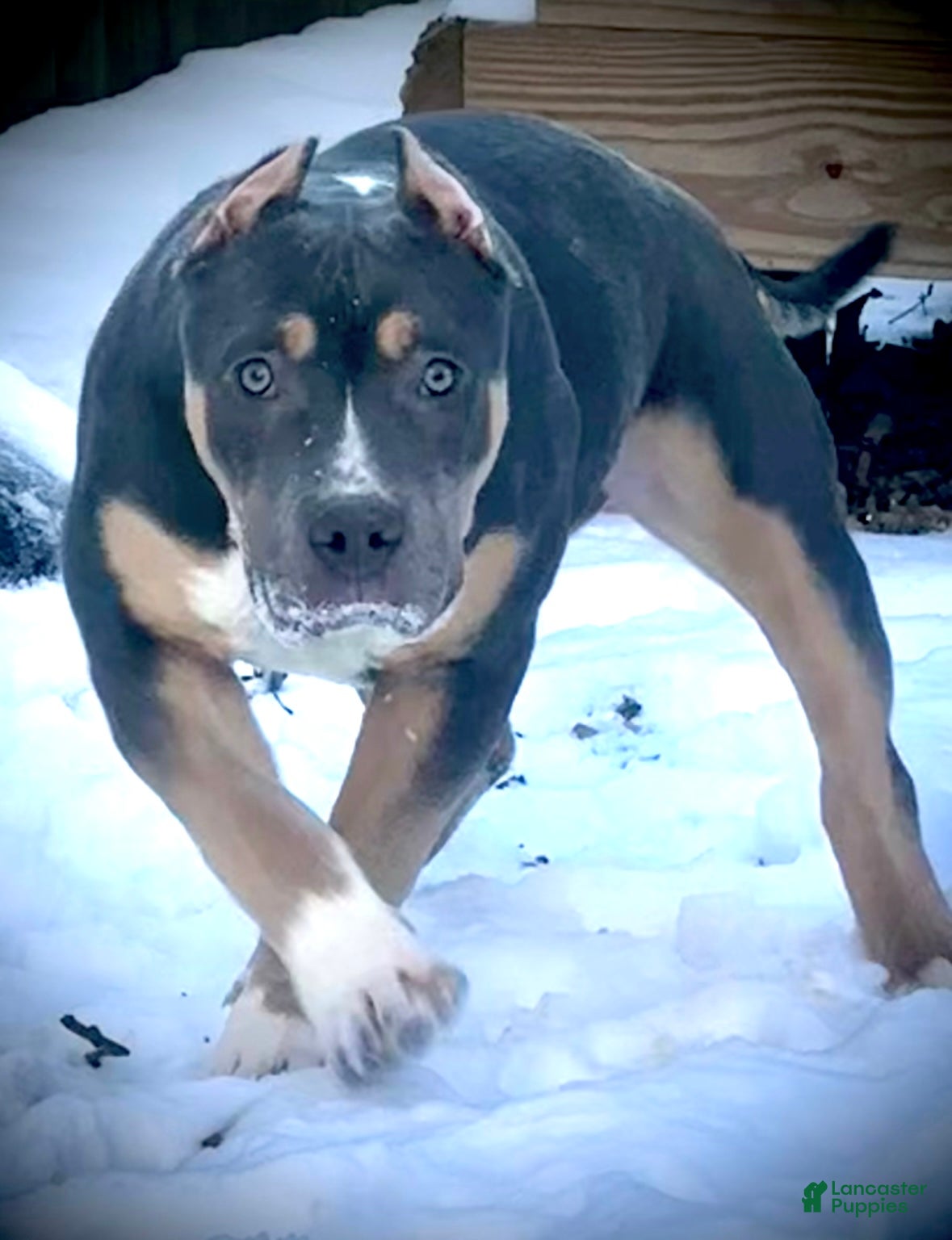American Bully dogs Maggie - Ad 20