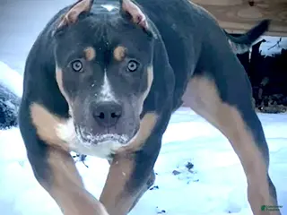 American Bully dogs Maggie - Ad 20