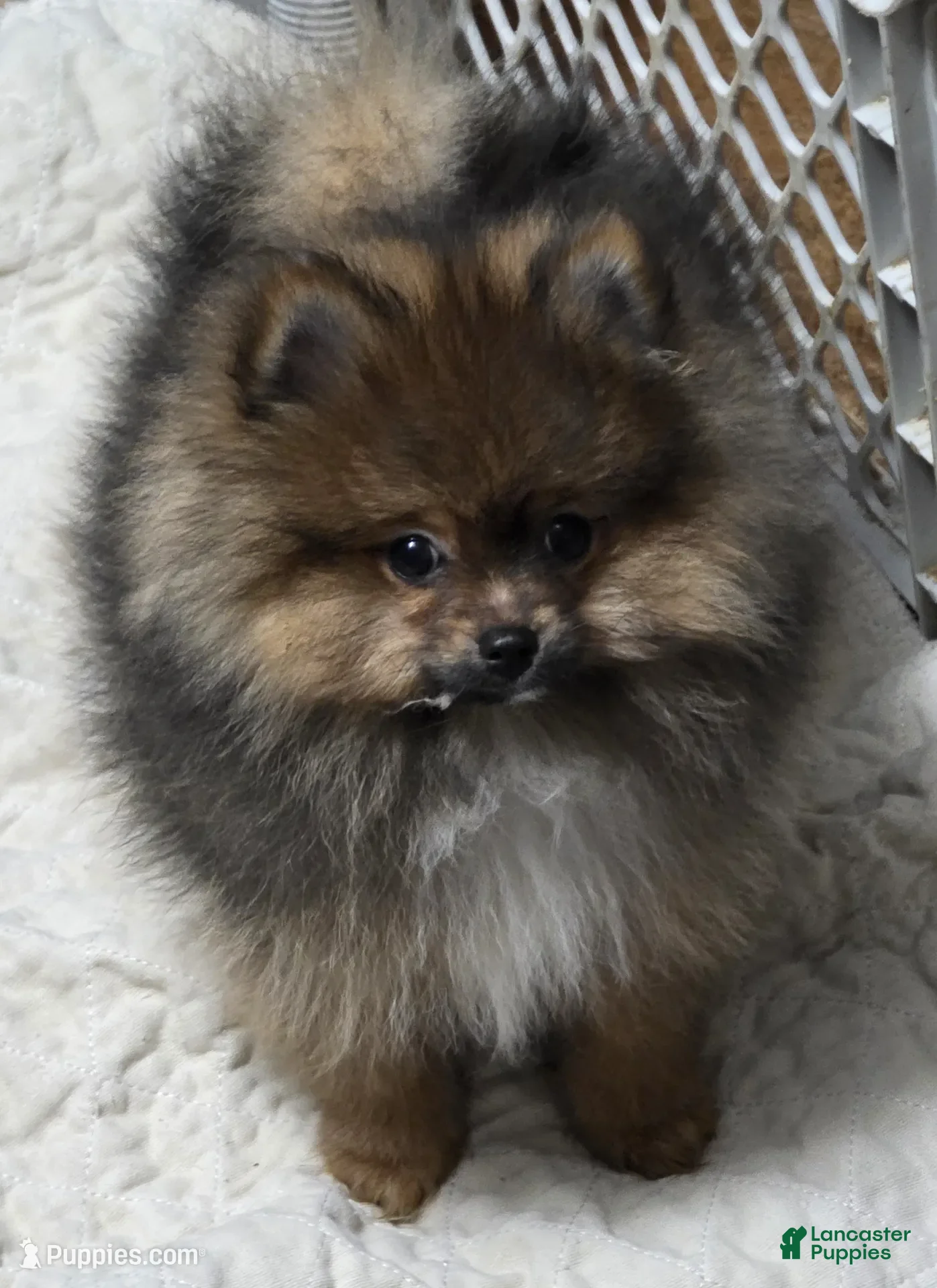 Pomeranian dogs Akc Willow  - Ad 23