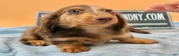 Miniature Dachshund dogs for sale: Russian boy - Ad 5