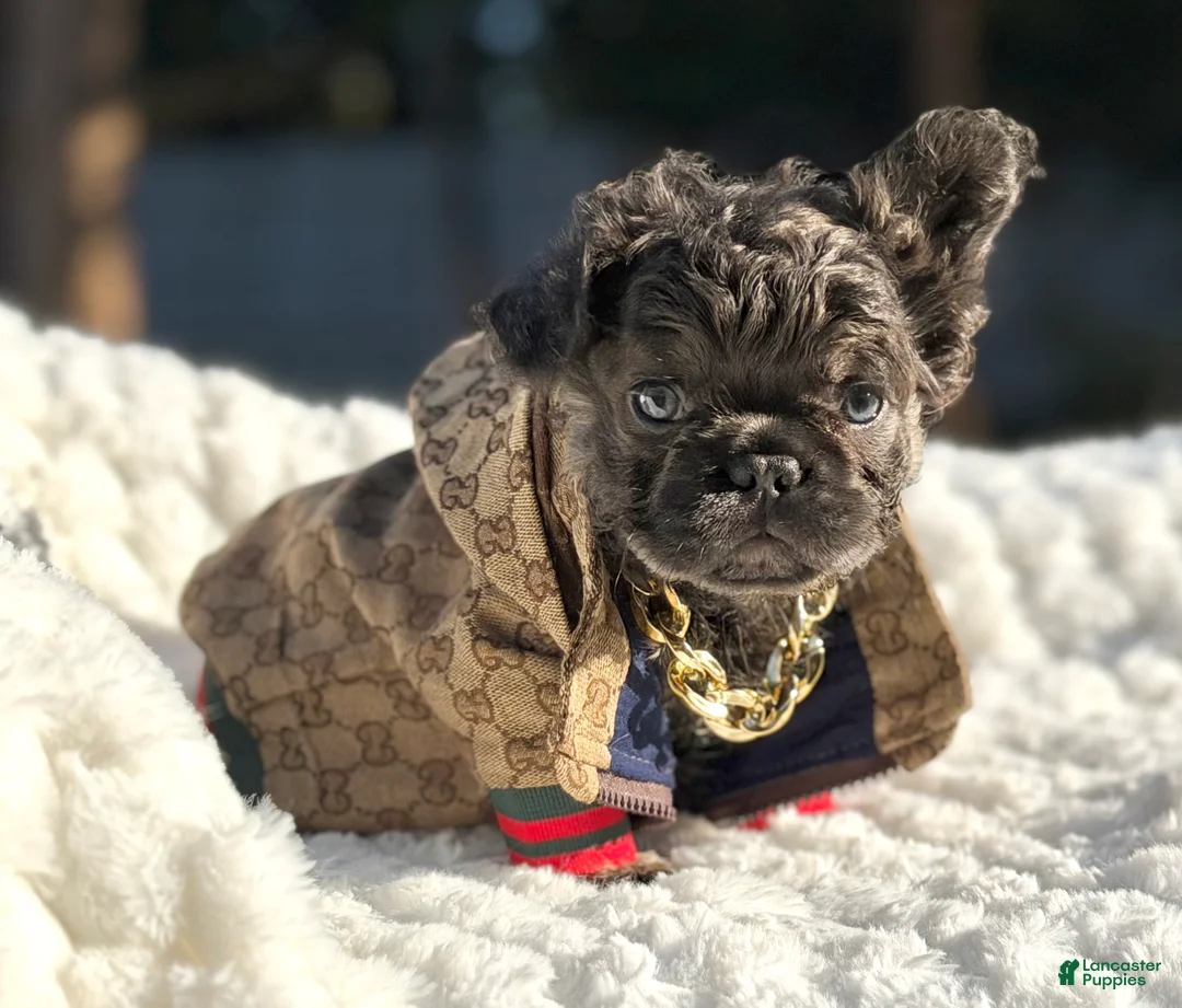 French Bulldog dogs for sale: Mr. Nugget - Ad 2