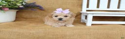 Bichpoo dogs for sale: June  - Ad 2