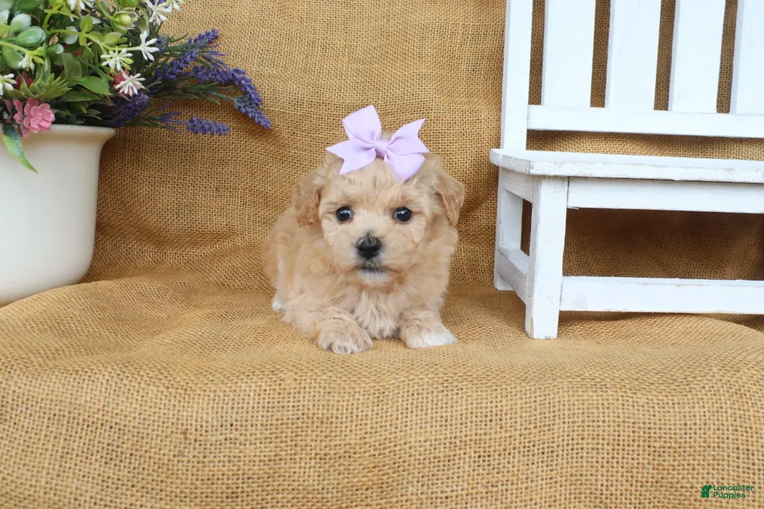 Bichpoo dogs for sale: June  - Ad 2