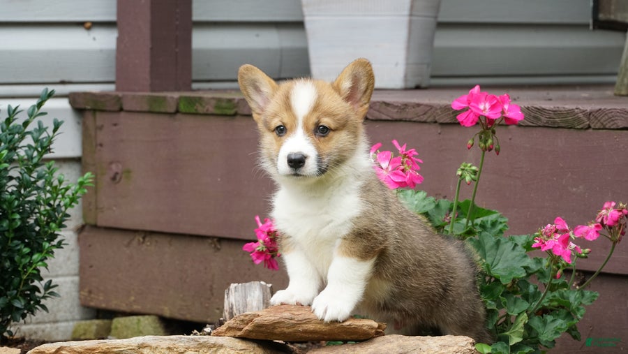 Welsh Corgi Pembroke dogs Berry - Ad 2