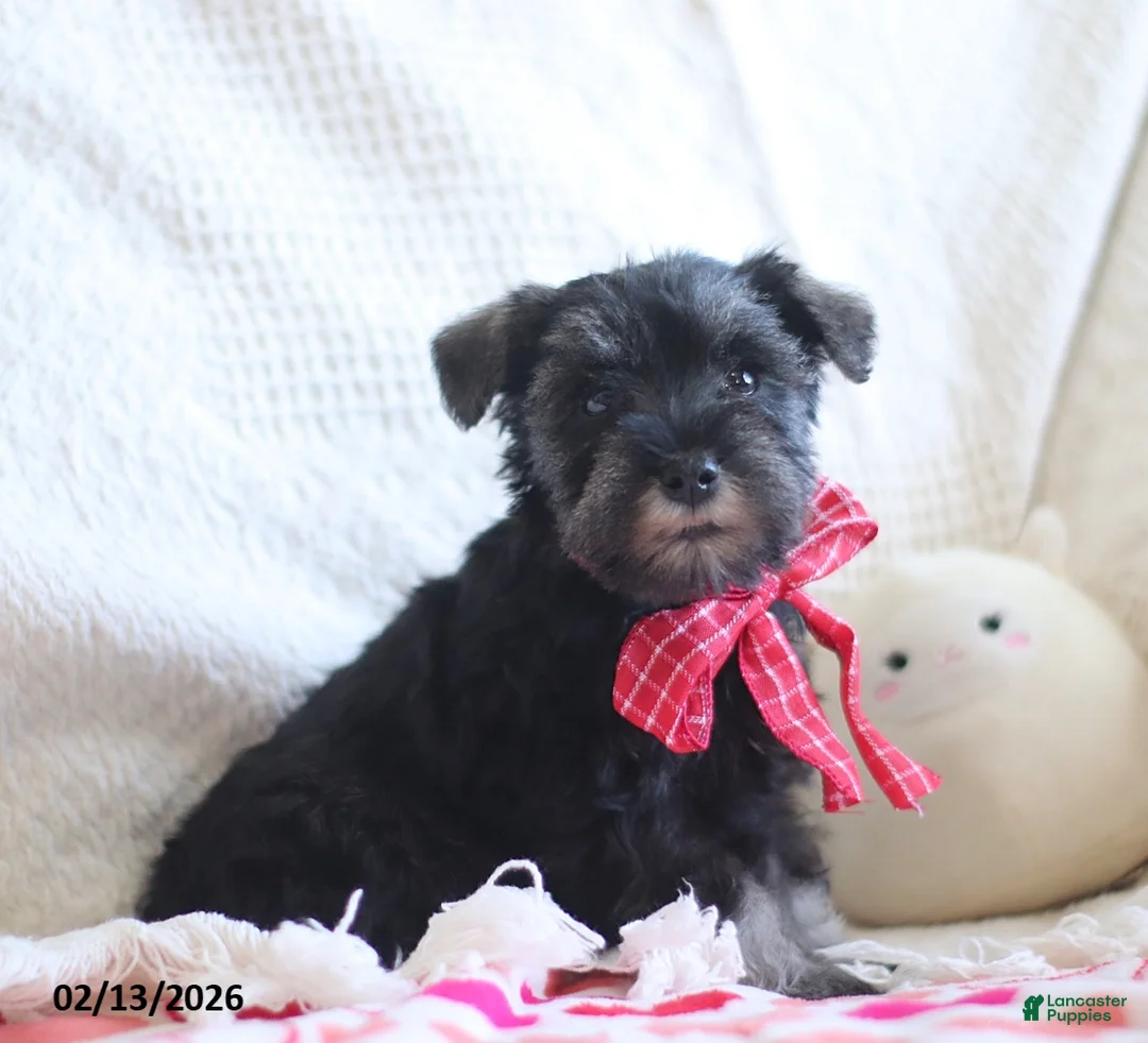 Miniature Schnauzer dogs for sale: Shane - Ad 1