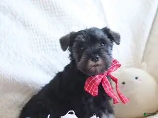 Miniature Schnauzer dogs Shane - Ad 19