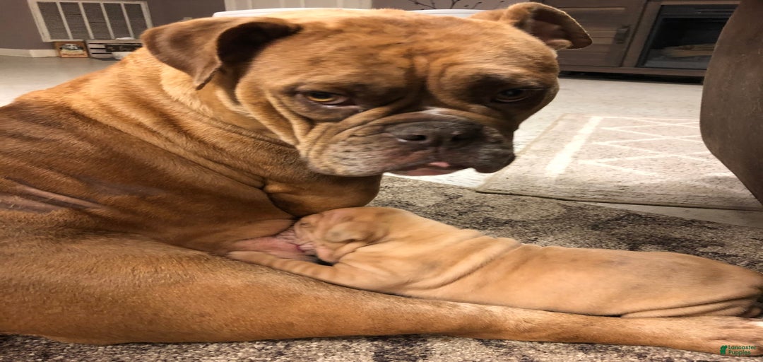 Gallery Image {{count}}