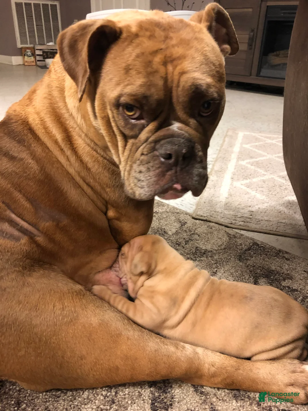 Gallery Image {{count}}