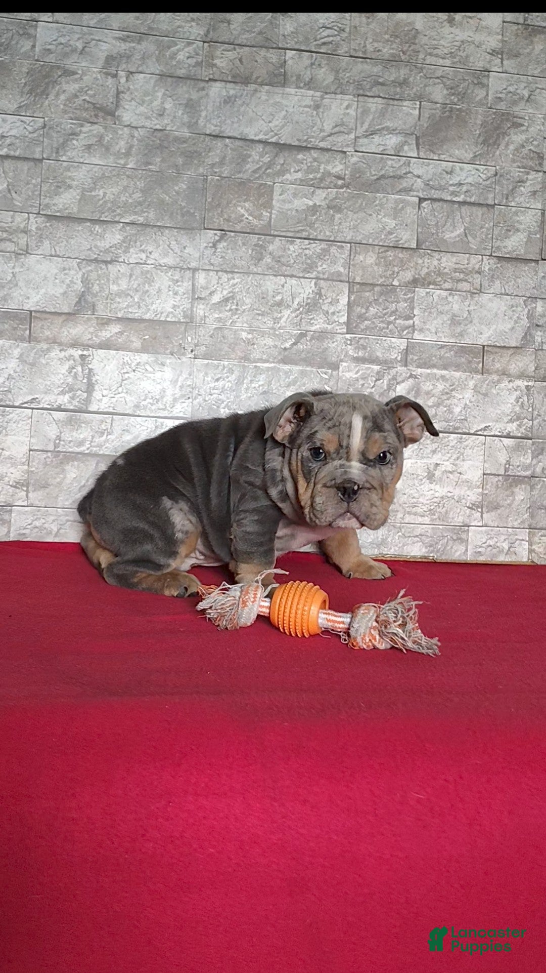 English Bulldog dogs for sale: Romeo - Ad 4