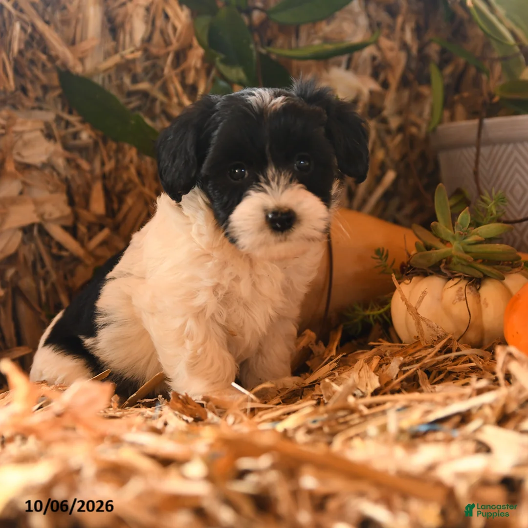 Havapoo dogs for sale: Bunny - Ad 3
