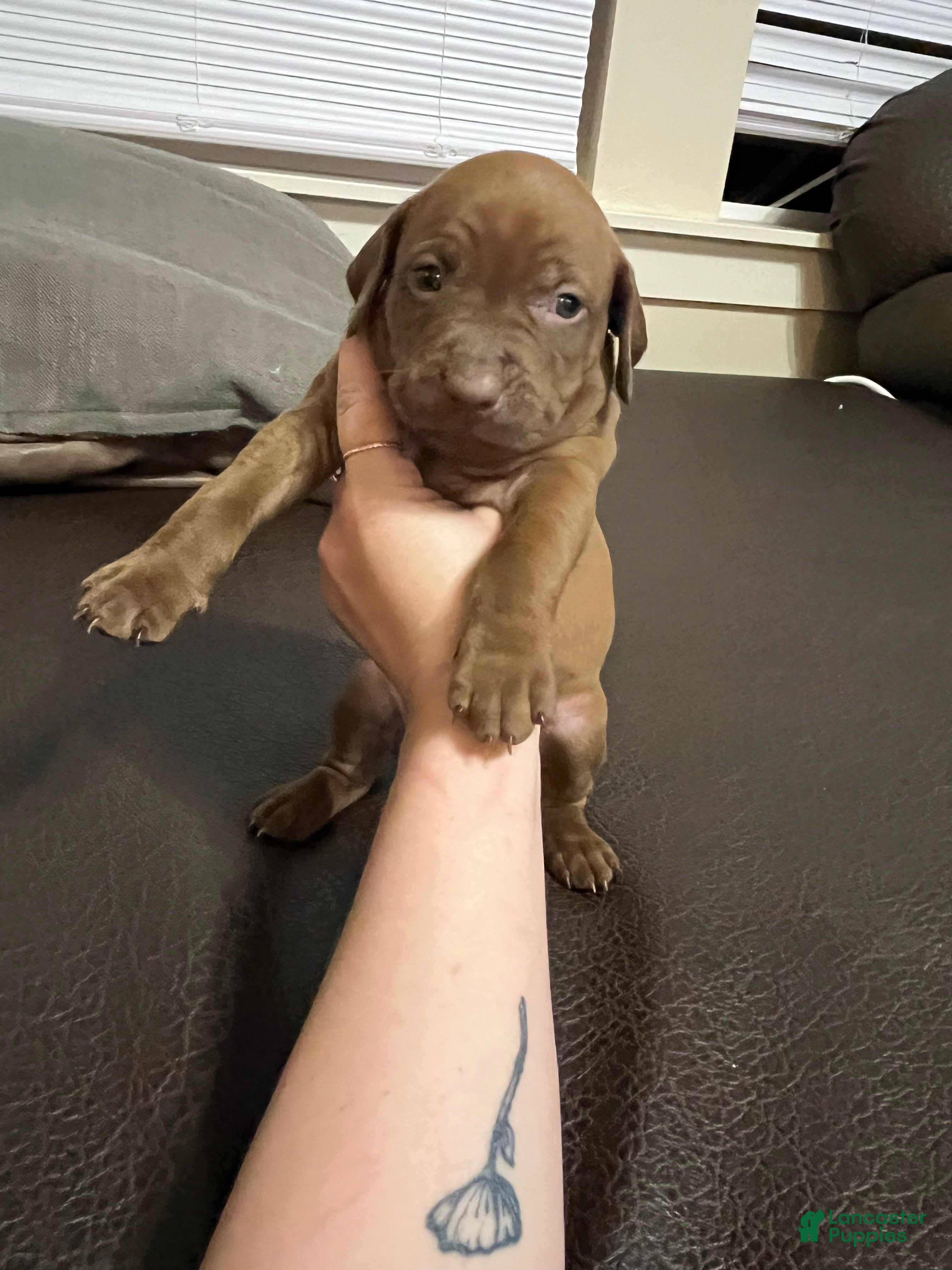 Mixed Breed dogs Boy- Puppy 4 - Ad 24