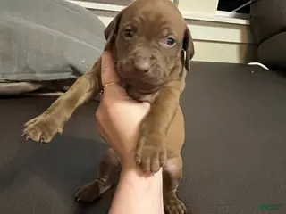 Mixed Breed dogs Boy- Puppy 4 - Ad 24