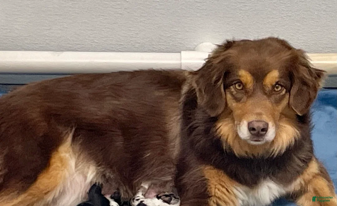 Australian Shepherd dogs for sale: Manny - Ad 3