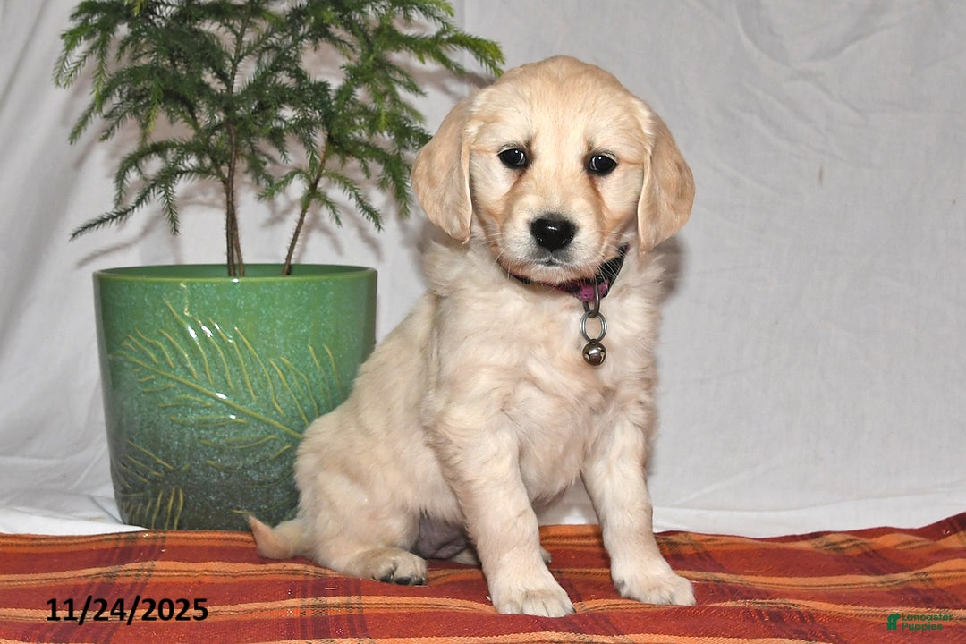 Golden Retriever dogs for sale: Lilac - Ad 1