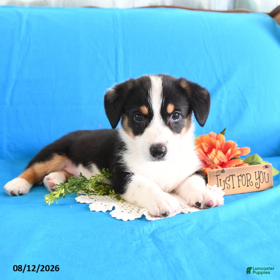 Welsh Corgi Pembroke dogs Brittney - Ad 1