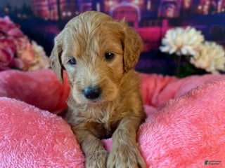 Goldendoodle dogs Valka Yellow Collar Female - Ad 31