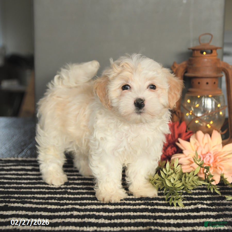 Maltipoo dogs Felix - Ad 1