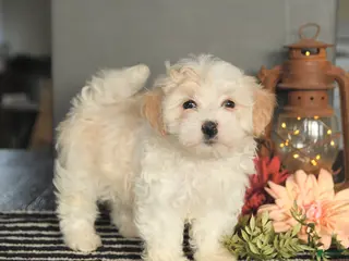 Maltipoo dogs for sale: Felix - Ad 1