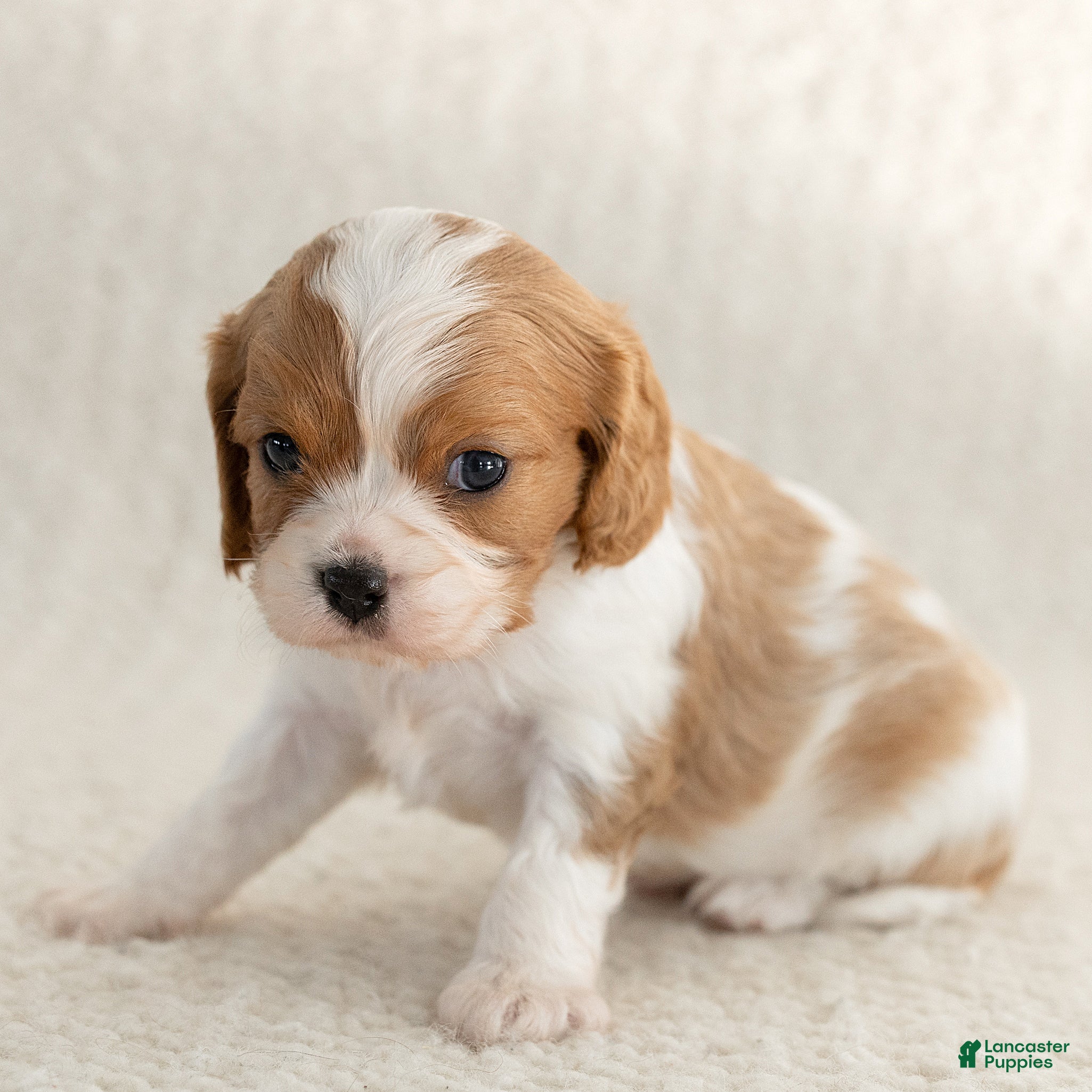 Cavalier King Charles Spaniel dogs for sale: Sunshine Cavalier King Charles Spaniel  - Ad 1