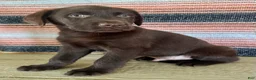 Labrador Retriever dogs for sale: Raptor  - Ad 6