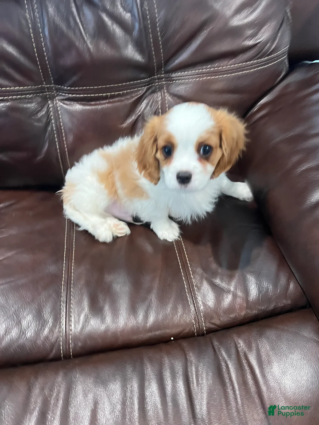 Cavalier King Charles Spaniel dogs for sale: Cavalier King Charles Spaniel Puppy 3 - Ad 3