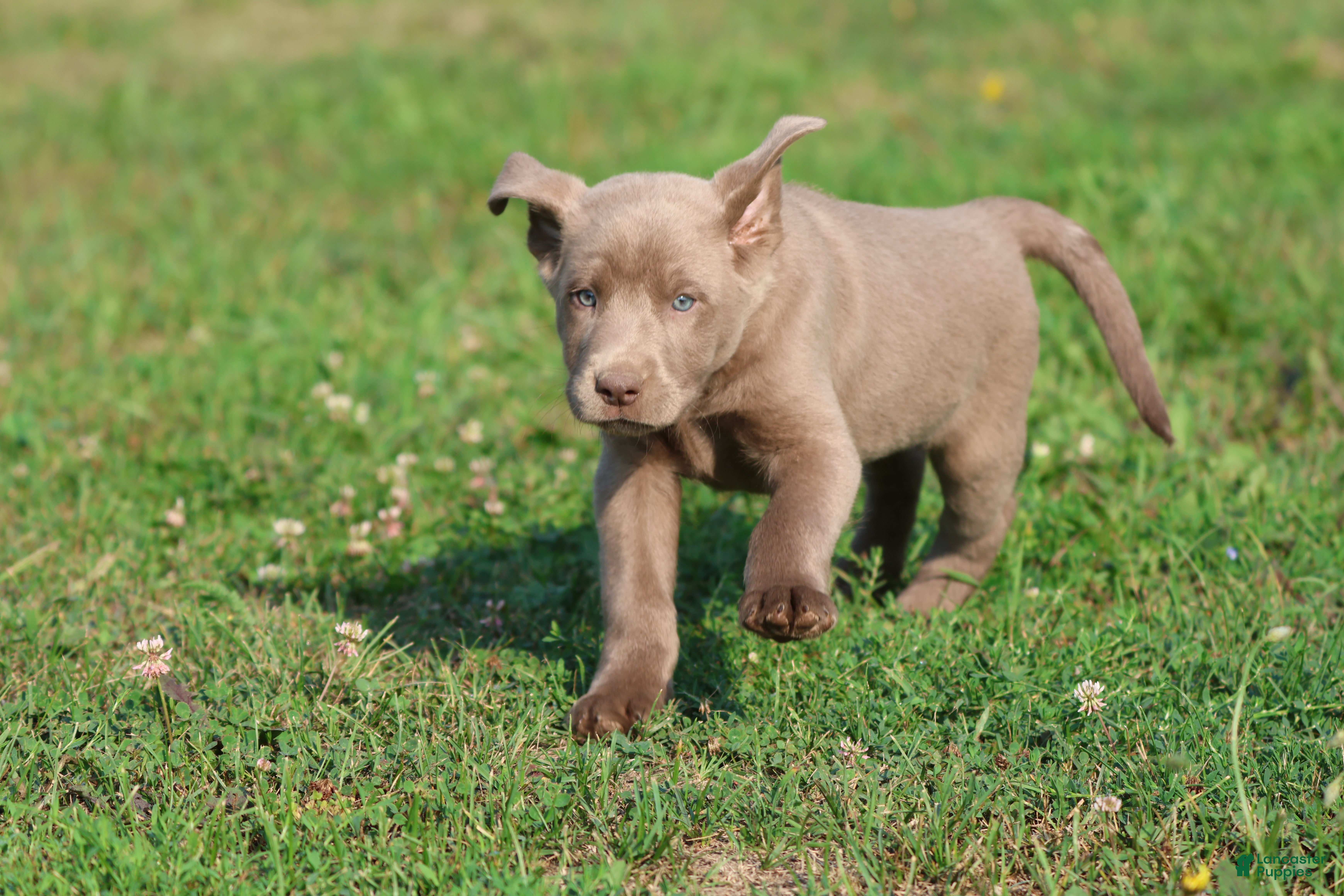 Labrador Retriever dogs Crush  - Ad 2