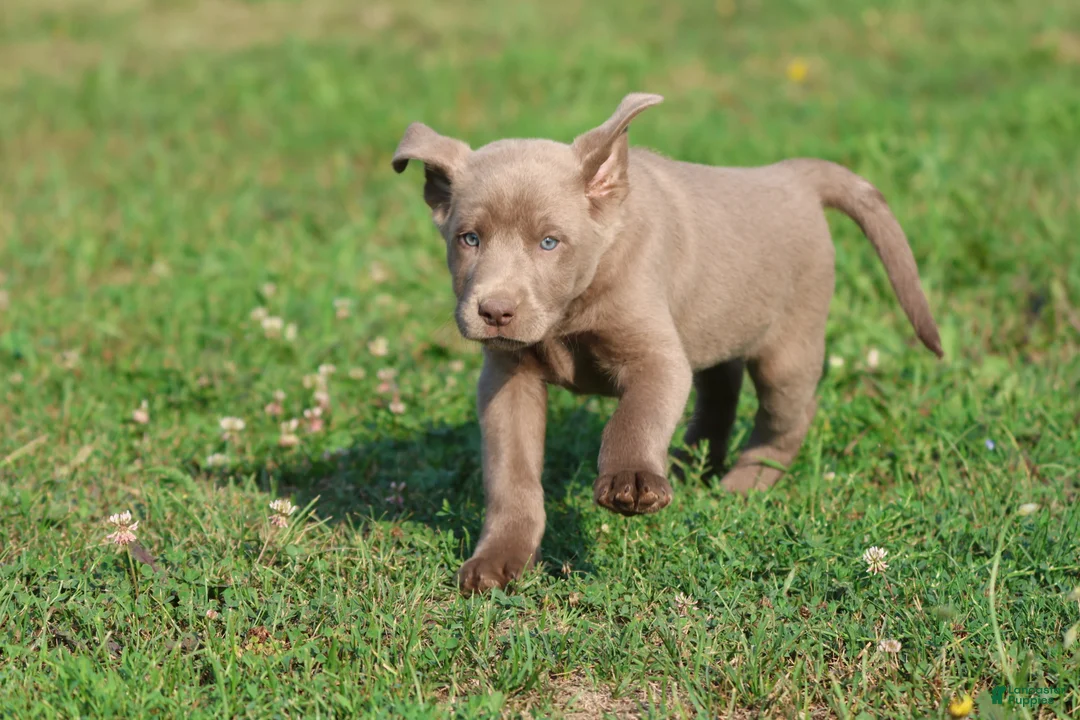 Labrador Retriever dogs for sale: Crush  - Ad 2