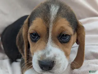 Beagle dogs Spruce - Ad 1