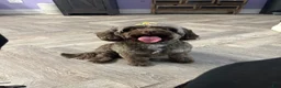 Cavapoo dogs for sale: Love - Ad 15