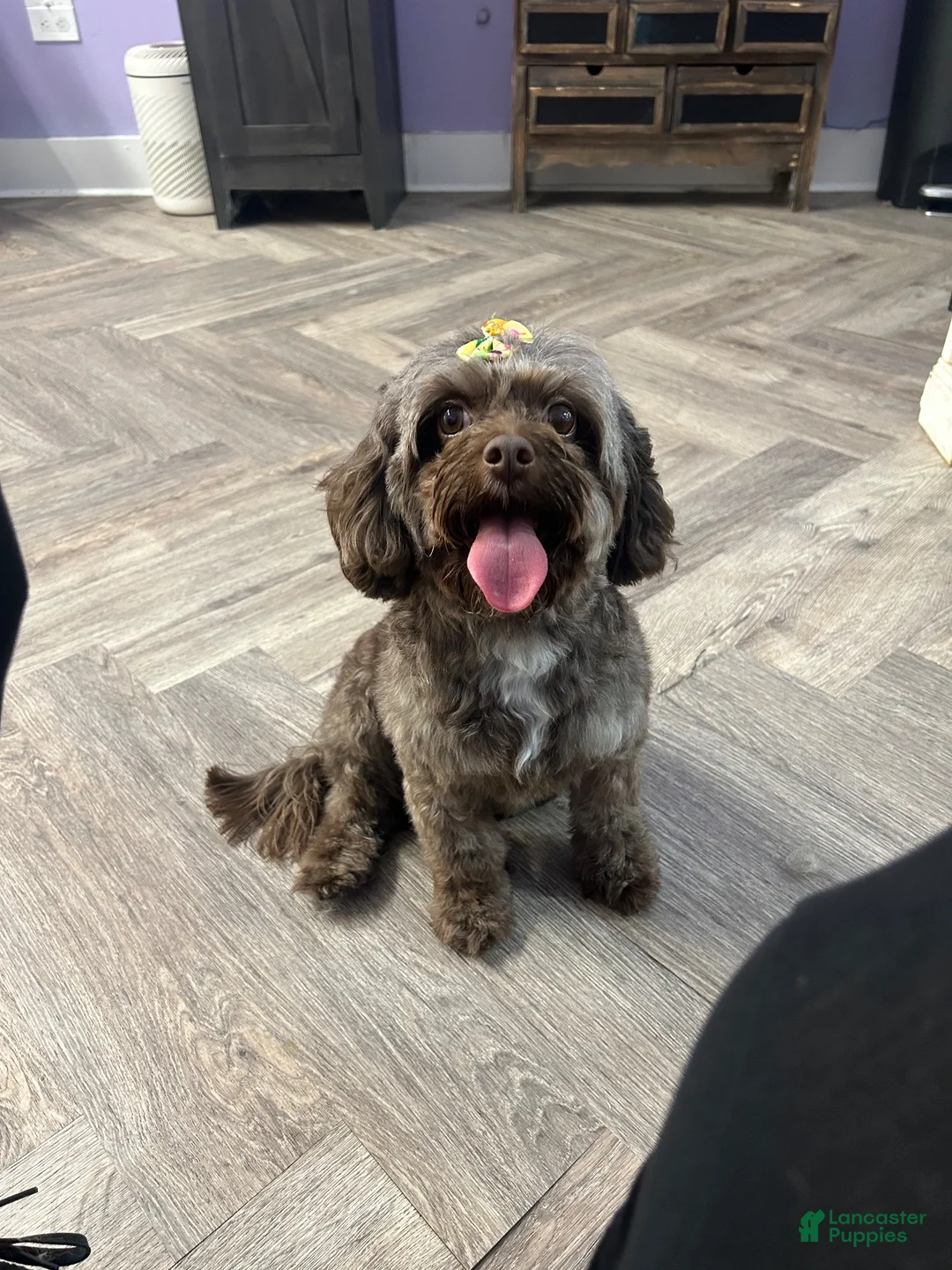 Cavapoo dogs for sale: Love - Ad 15