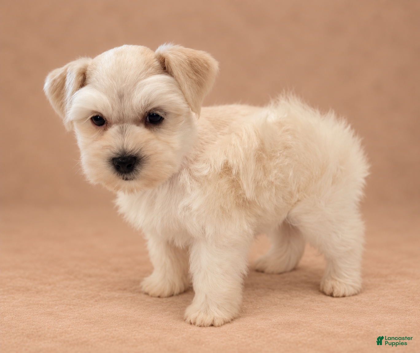Miniature Schnauzer dogs for sale: Miniature Schnauzer 2 - Ad 23