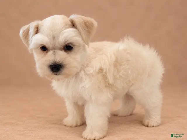 Miniature Schnauzer dogs for sale: Miniature Schnauzer 2 - Ad 23