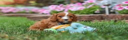 Cavapoo dogs for sale: Ace - Ad 4