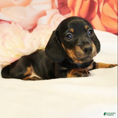 Miniature Dachshund dogs onyx - Ad 1