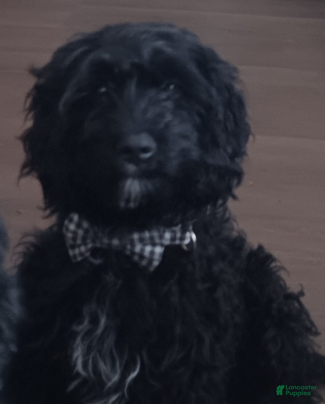 Cavapoo dogs Cavapoo Puppy 1 - Ad 1
