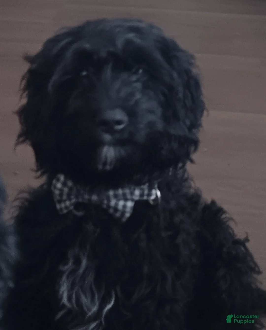 Cavapoo dogs for sale: Cavapoo Puppy 1 - Ad 1