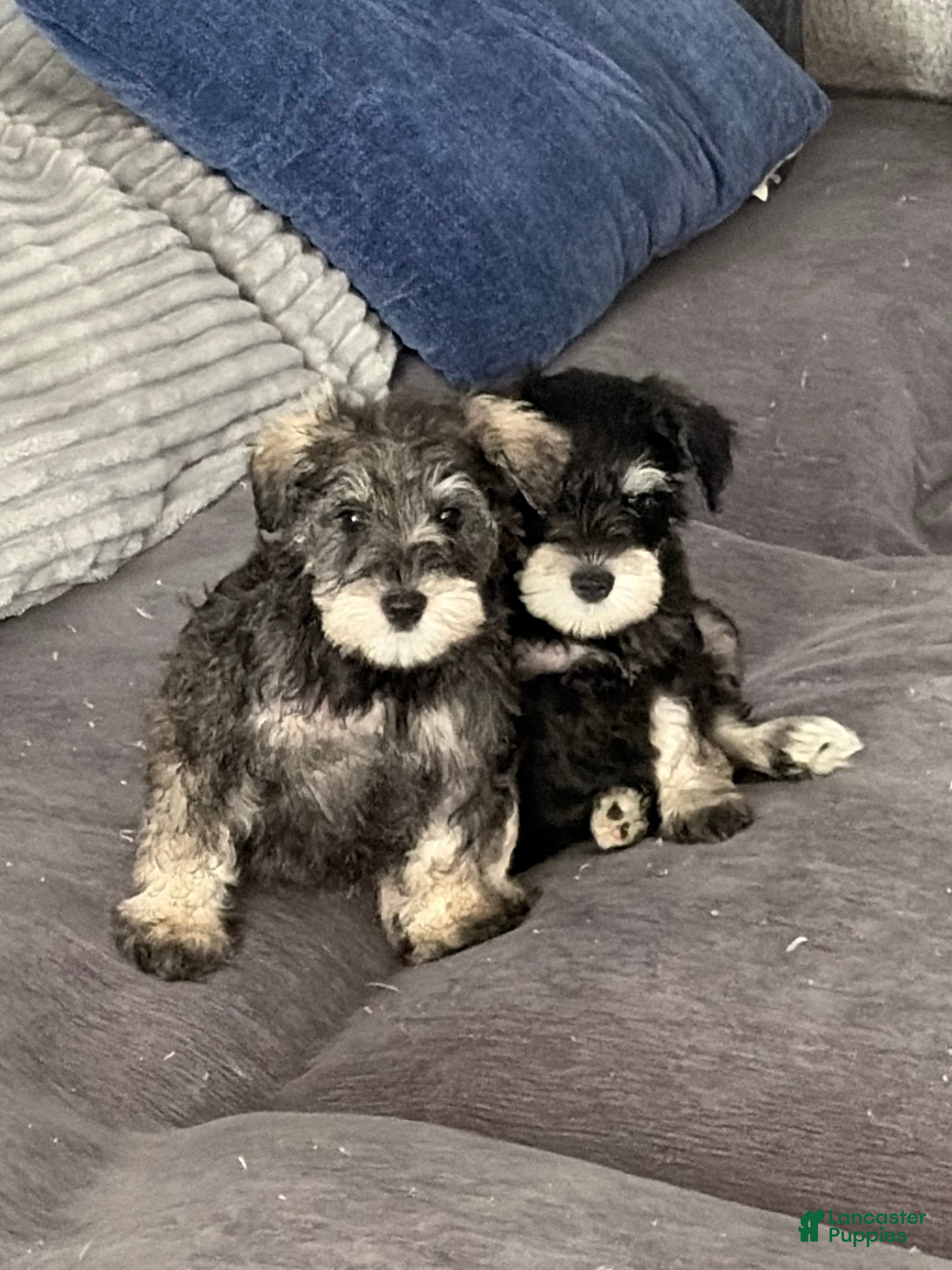 Miniature Schnauzer dogs This pup is Female not male - Ad 1