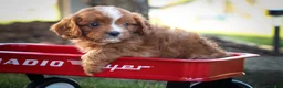 Cavapoo dogs for sale: Kyle🐾 - Ad 3