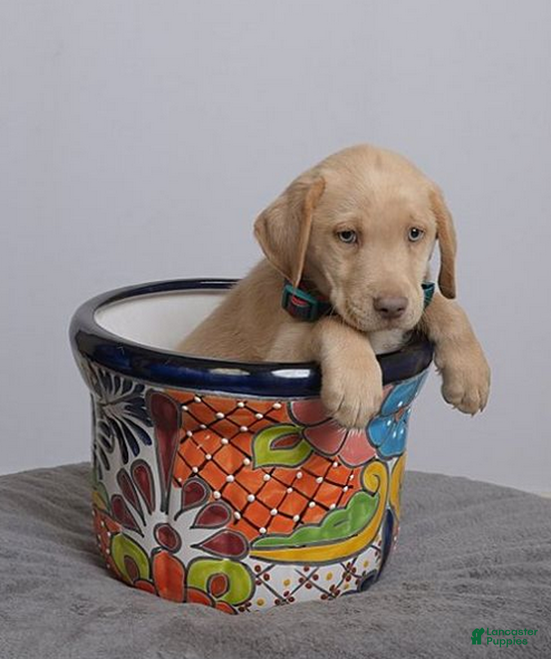 Labrador Retriever dogs for sale: Labrador Retriever Puppy 5 - Ad 11