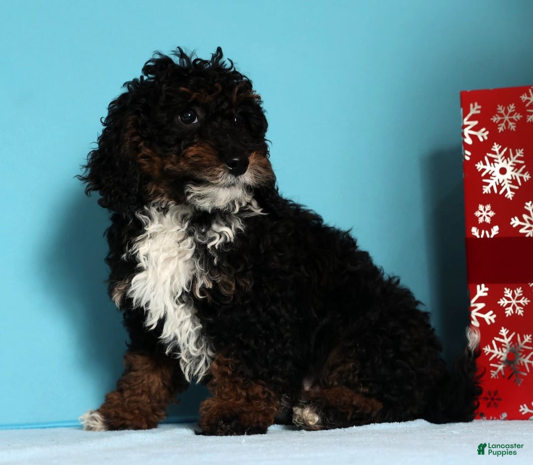 Mini Bernedoodle dogs for sale: Almond - Ad 4