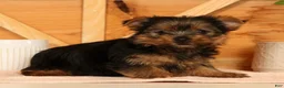 Yorkshire Terrier dogs for sale: Zara - Ad 5