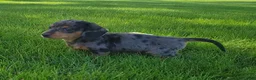 Miniature Dachshund dogs for sale: Trigger  - Ad 9