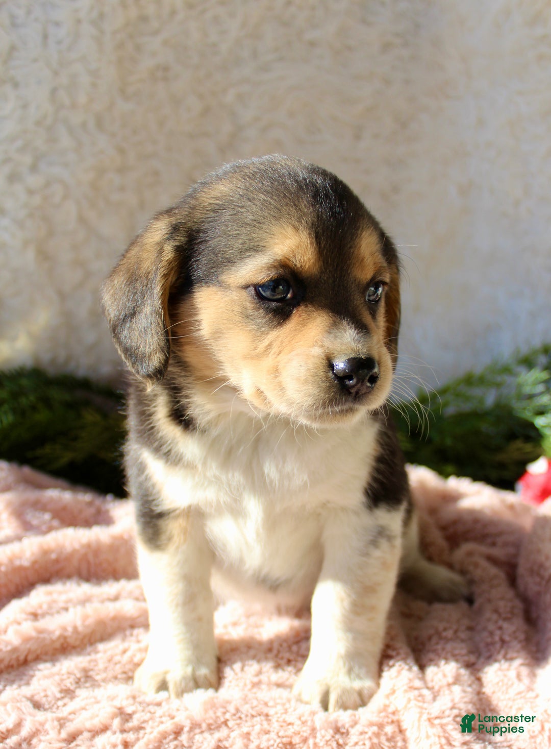 Mixed Breed dogs for sale: Taffy - Ad 2