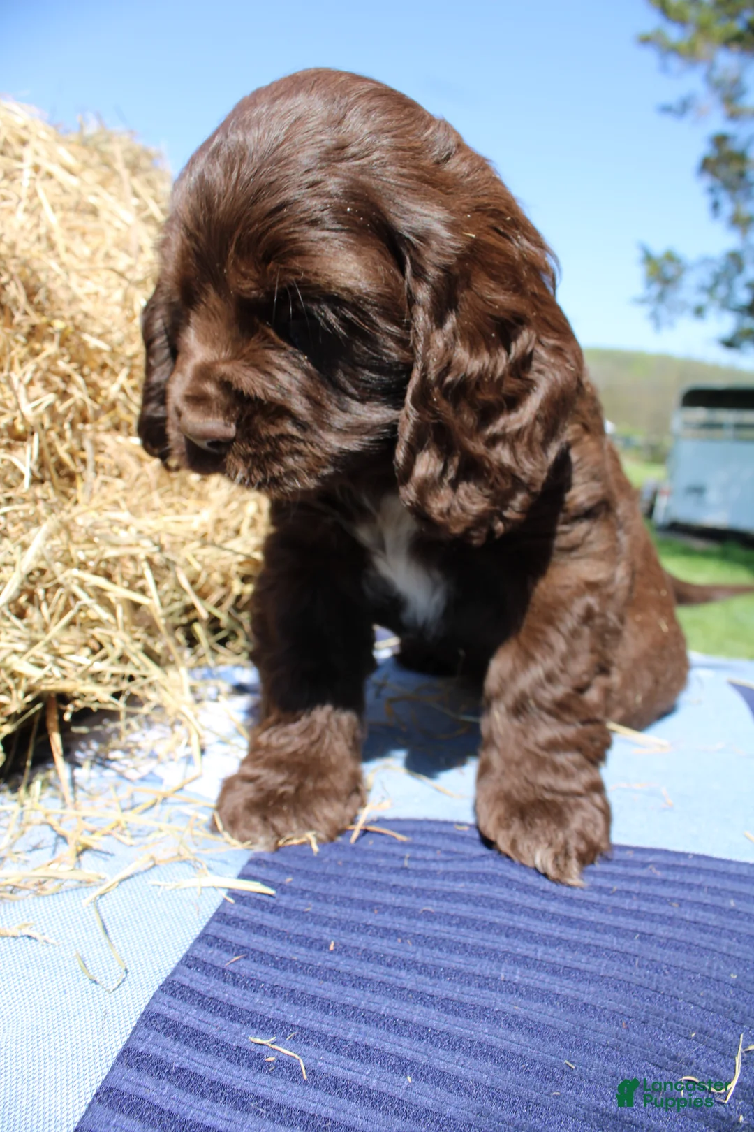 Cocker Spaniel dogs for sale: River - Ad 1